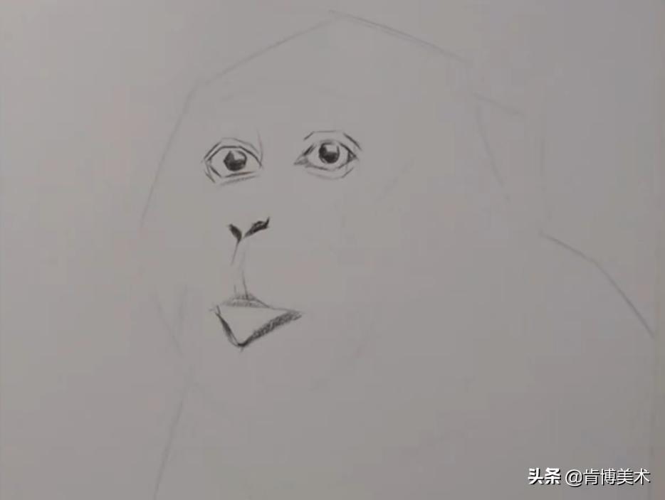猴子素描教程,素描猴子图片大全大图