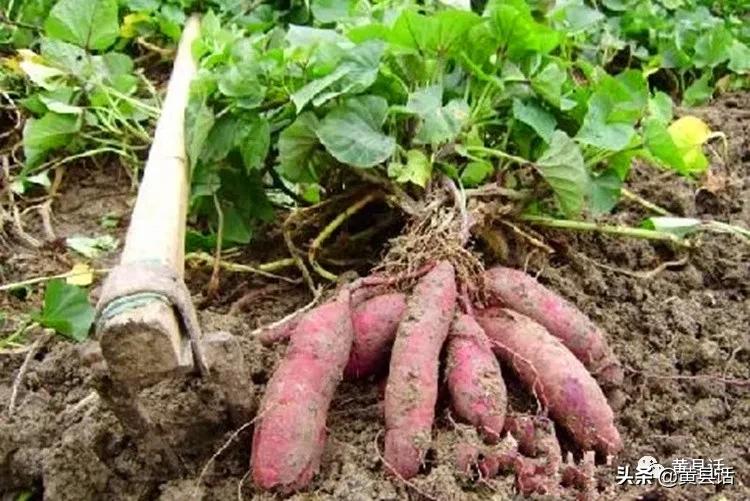 地瓜干酒属于什么档次,地瓜干酒好喝吗真实测评