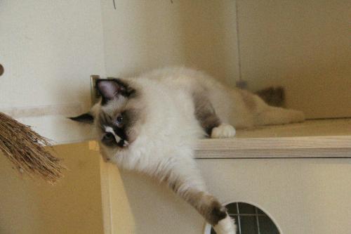 猫咪绝育后照顾事项,猫咪绝育后的7点照顾