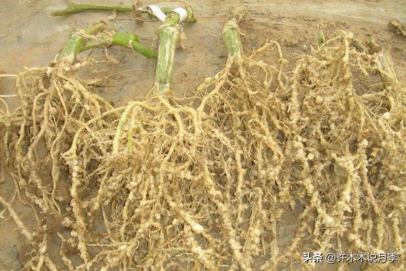 月季病害通用药,月季病害的必备药物