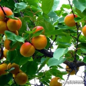 好物知时节的橱窗,好物知时节长春