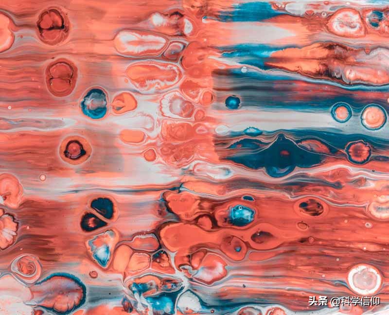 世界首创猪猴嵌合体,中国猴嵌合体研究