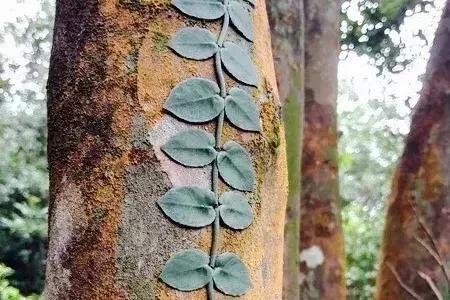 香港冬天徒步麦理浩径攻略,香港麦理浩徒步路线