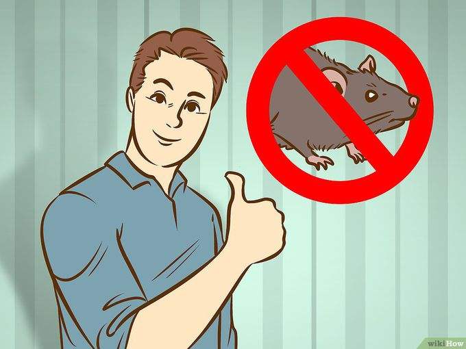 预防老鼠的最好办法,家里有老鼠怎么防鼠疫