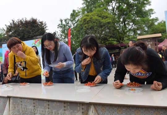 大溪谷樱桃节活动,大樱桃采摘火爆进行中