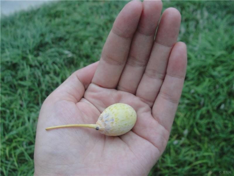 路边的树叶不要捡,银杏树在乡村两旁可以摘吗