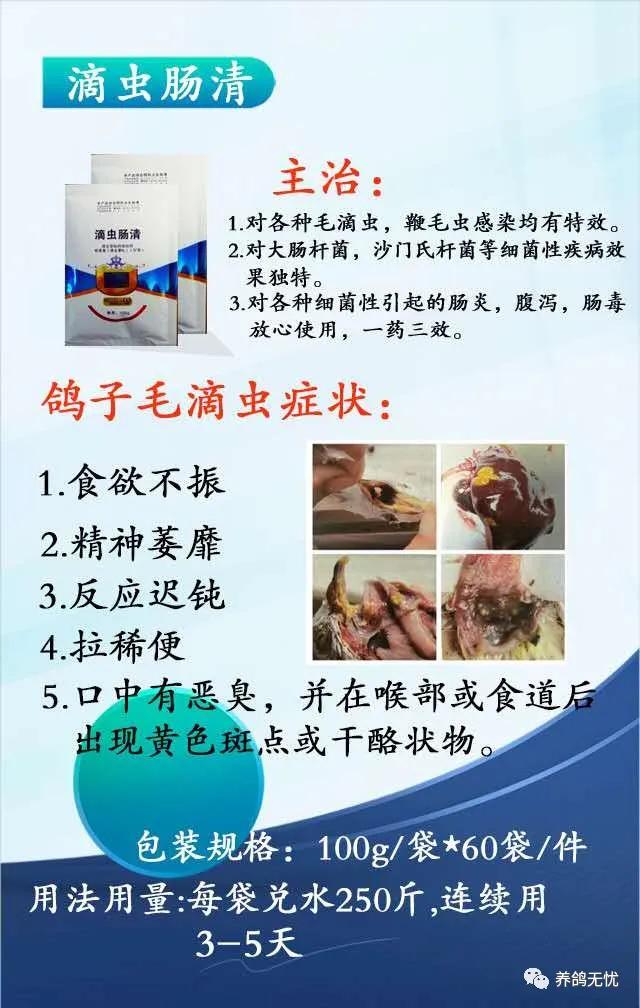 育雏期间怎样预防毛滴虫,鸽子预防毛滴虫最好的方法
