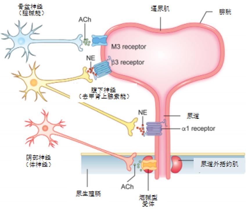 生理学排便机制,生理学尿的生成和排出