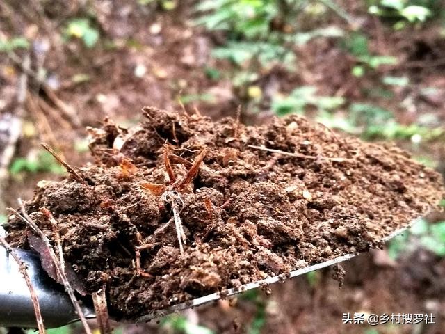 栽培野生兰花,兰花用腐殖土栽好还是用树皮栽好