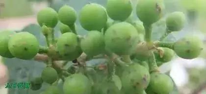 葡萄长锈斑图片,葡萄上有锈斑是什么品种