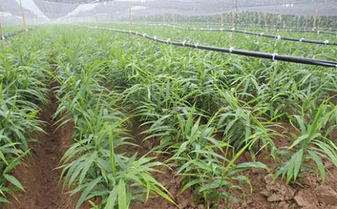 大棚生姜种植方法和最佳时间,大棚无土生姜栽培