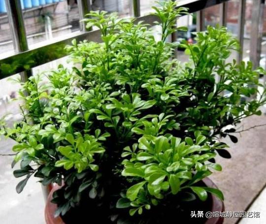 米兰怎么养才能开花不断,米兰如何养怎么能让它多开花