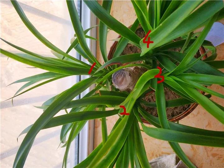 什么花放在家里最好看最实用,放家里风水好又好养的花有哪些