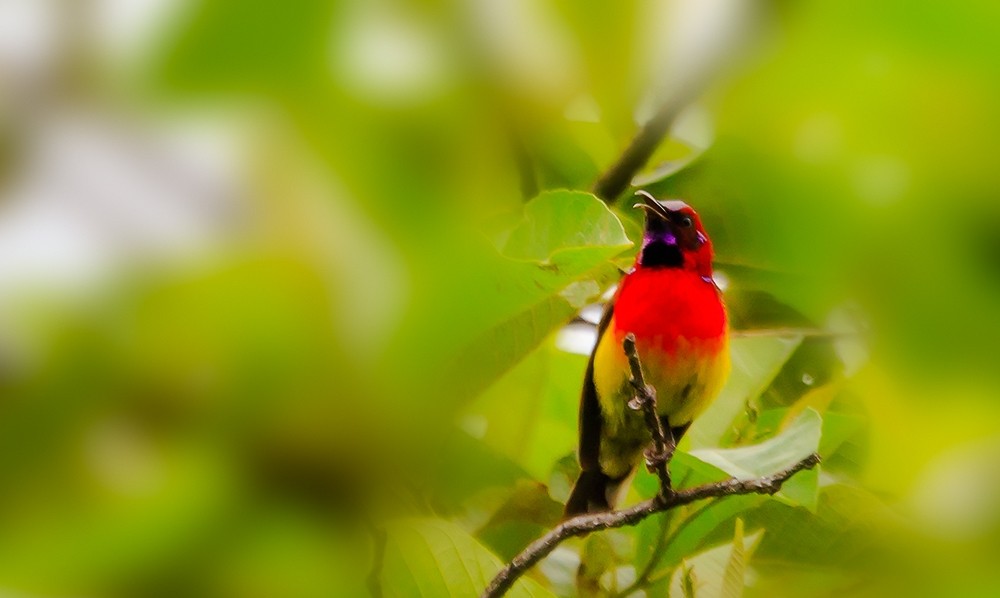 金沙遗址太阳鸟图片,叉尾太阳鸟图片大全