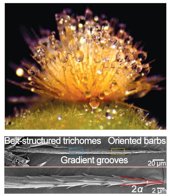 蜘蛛丝到底有多强韧,蜘蛛丝强韧的图片