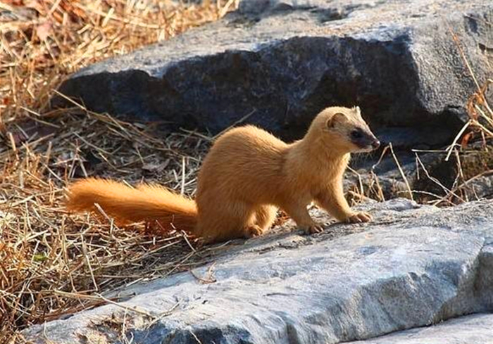 黄鼠狼偷鸡历史,黄鼠狼先后两次偷鸡
