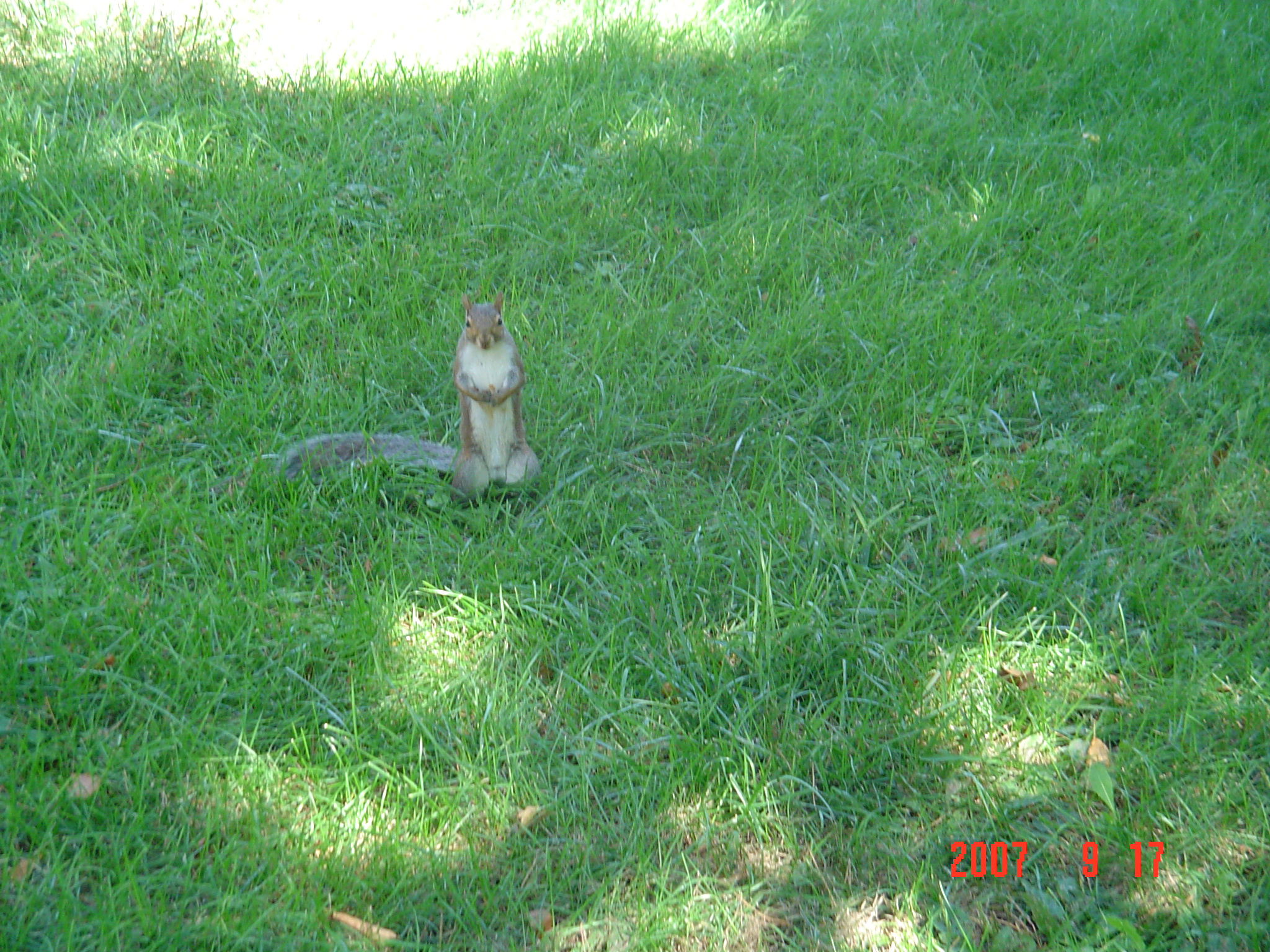 我的“大尾巴”，你在异国他乡还好吗？