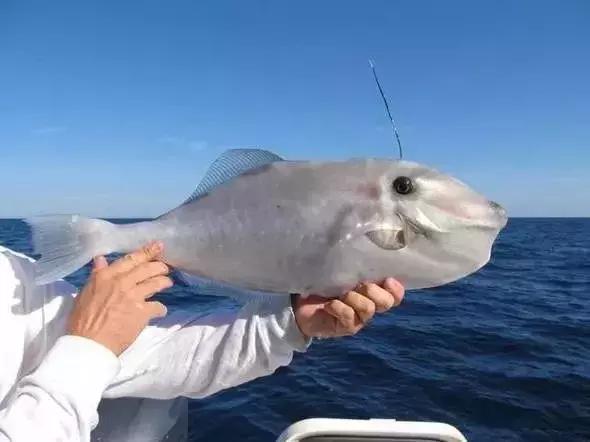 宁波一渔民整理海鲜大全,宁波最全的海鲜