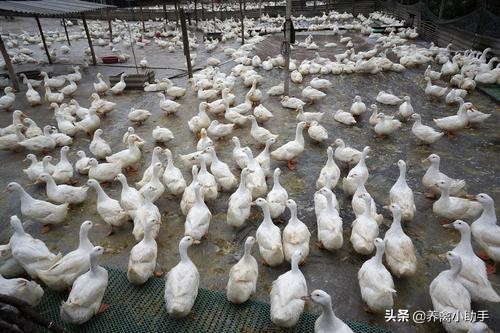 圈养蛋鸭怎么提高产蛋率,养鸭怎么提高质量