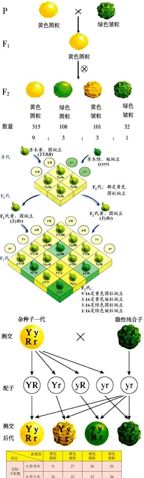 一本书读懂进化论电子版,一本书读懂进化论txt下载