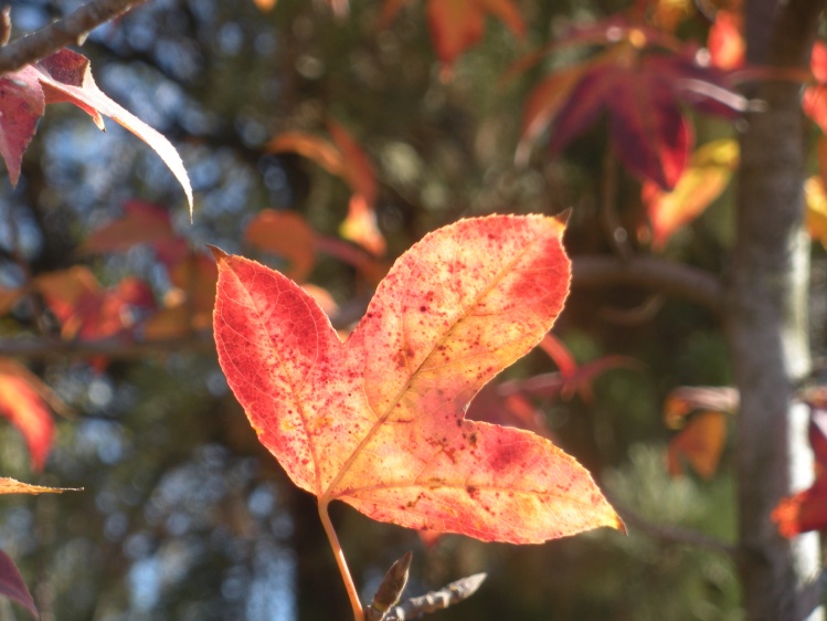 昆明市中心的花园,昆明最繁华的片区