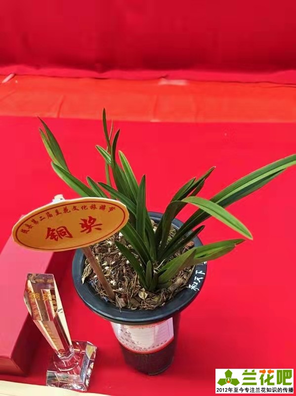 兰花观叶品种推荐,玉兰什么品种开花最香