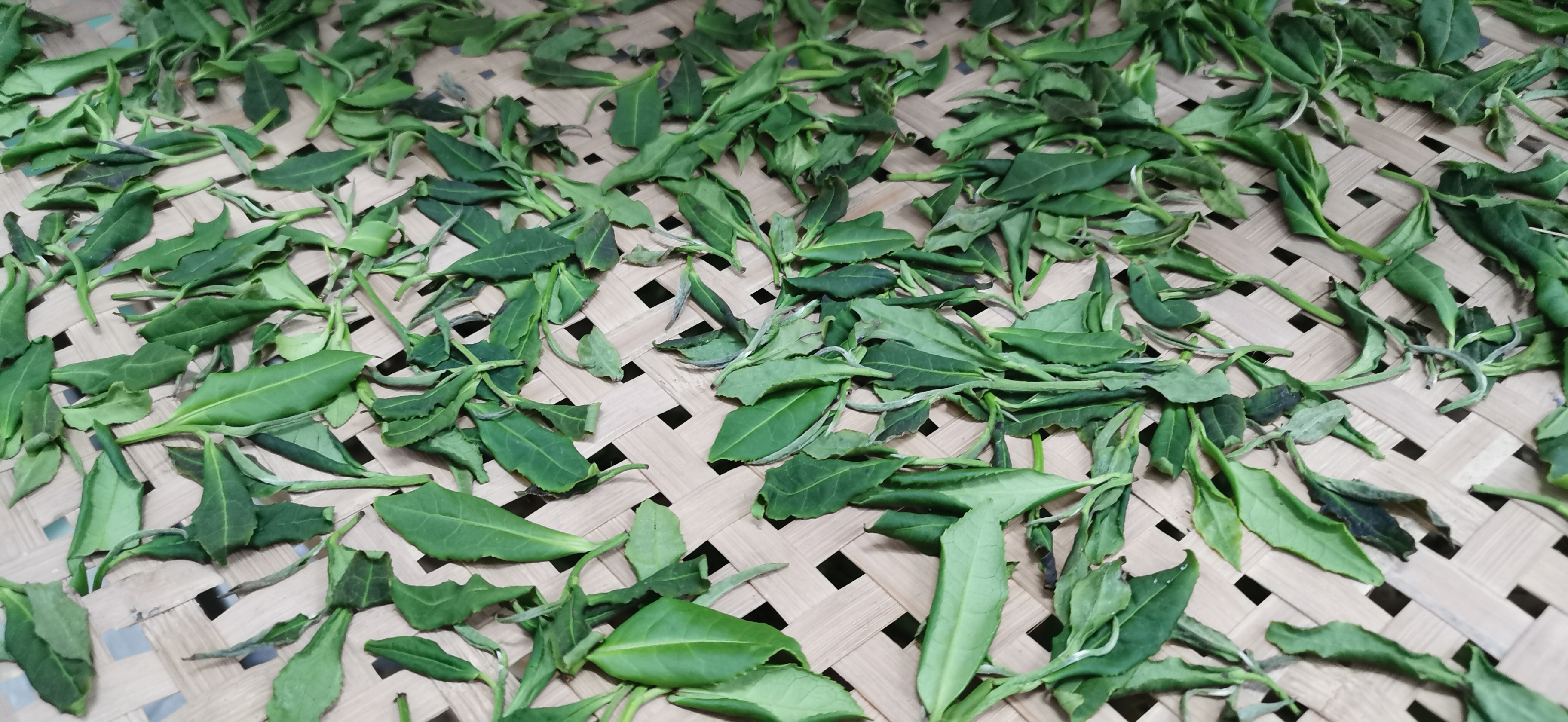 我眼中的茶,茶学专业出来都干嘛了