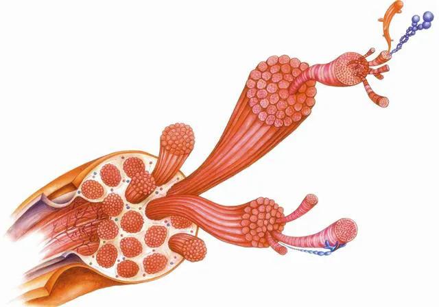 缺钾有什么症状和危害怎么治疗,缺钾的症状与危害人为什么缺钾