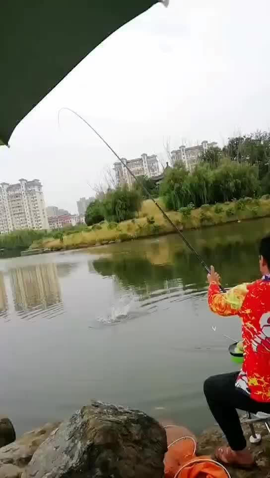 初春钓鲢鳙的4个诀窍,10月钓鲢鳙的方法和技巧