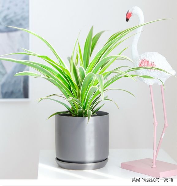 完美搭配,背阴阳台咱们也可以打造一个花园!