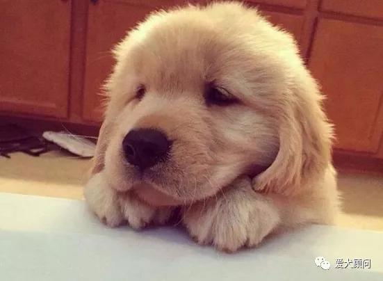 外面买的狗粮怎样做,怎么给狗狗准备狗粮