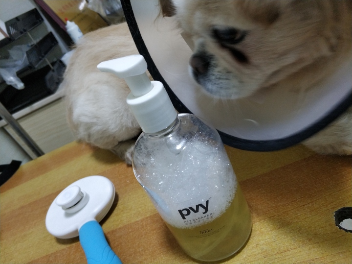 公猫膀胱结石手术,公犬尿道结石手术