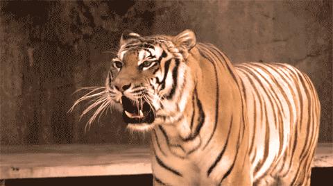 两天一套贴膜,三天一套排气,土豪的改装简直壕无人性