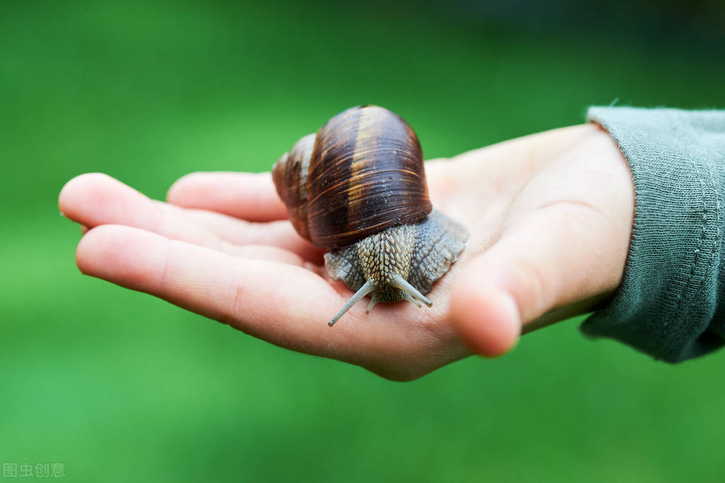 蜗牛在哪个地方最常见,夏天常见的蜗牛有哪些特征