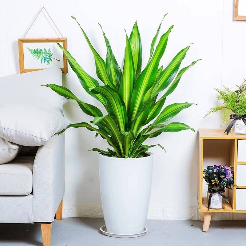 100种绿植大全,50种盆栽绿植花卉大全