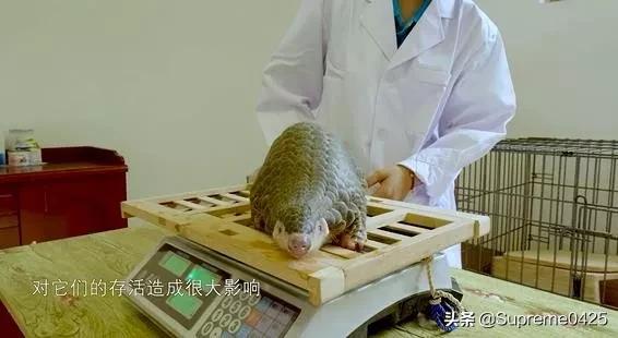 吃野生穿山甲的后果,吃了穿山甲会有什么法律后果