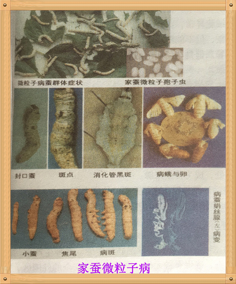 养蚕蚕虫病怎么治,养蚕病害