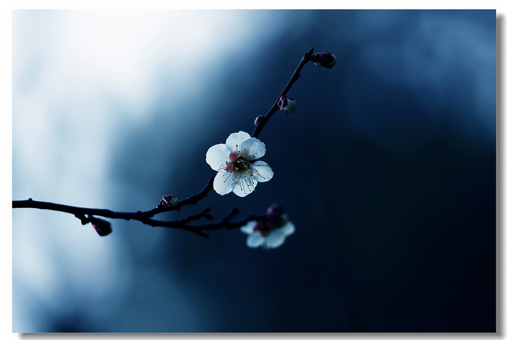 从周密咏物词的语言和写作手法上，看他在词作中表达的情感