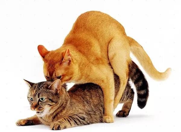 猫咪那些事|繁殖冷知识