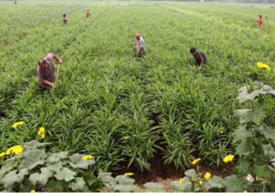 大葱生姜高产栽培技术,草莓套种生姜高产高效栽培