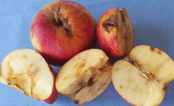 爱玩跨界的水果大王——苹果（介绍水果的小课件）