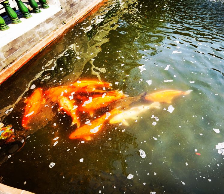 岭南园林艺术之清晖园鉴赏,清晖园还是顺德岭南和园好玩