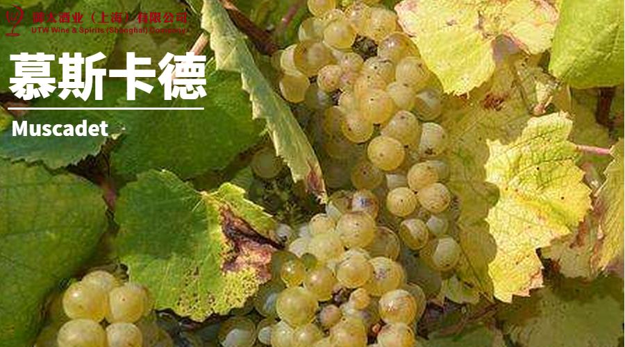 世界葡萄品种最甜十大排名榜,世界十大葡萄酒葡萄品种介绍