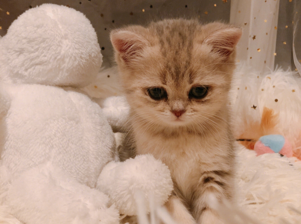 掉毛季衣服上的猫毛怎么清理,掉毛猫怎么打理