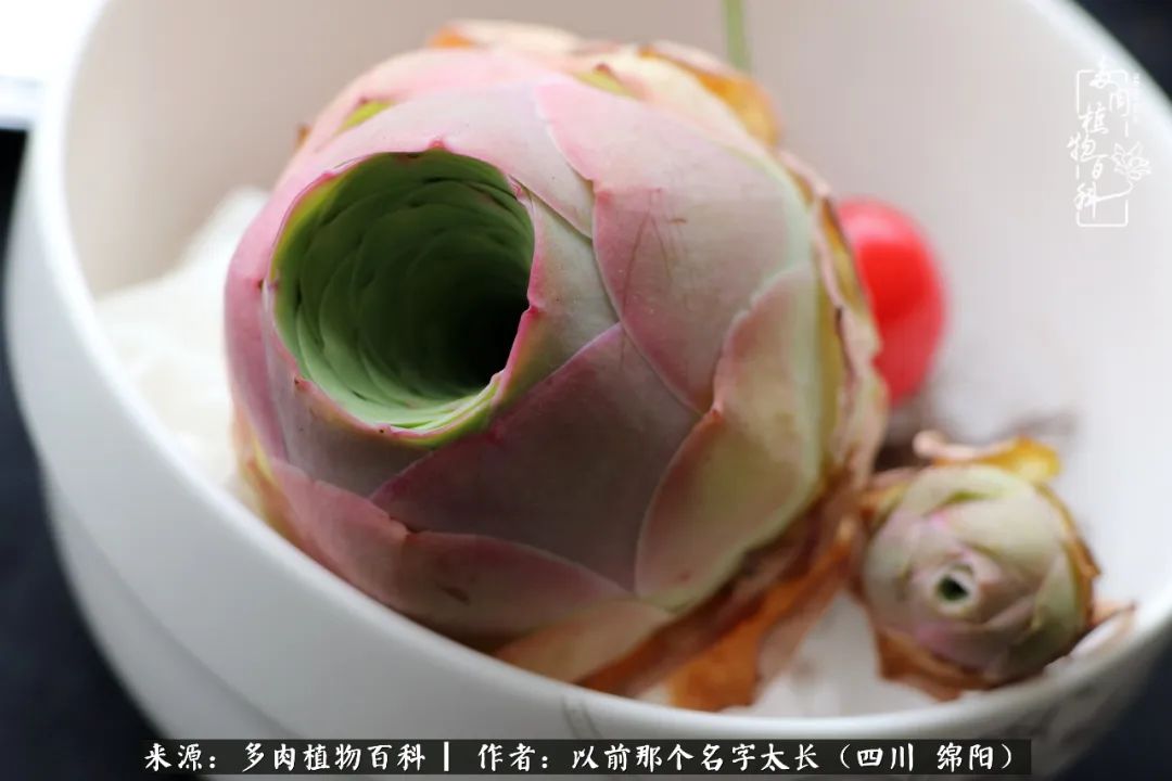 山地玫瑰夏天,夏季的山地玫瑰