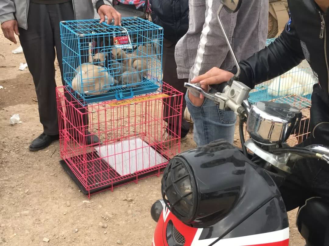 狗市幼犬售卖,狗贩子批发市场