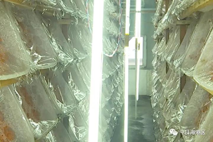 走向我们的小康生活|中心庄村:北虫草“循环种植”助农增收