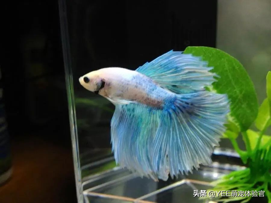 泰国斗鱼同品种不同色杂交会怎样,泰国斗鱼从出卵到长大过程