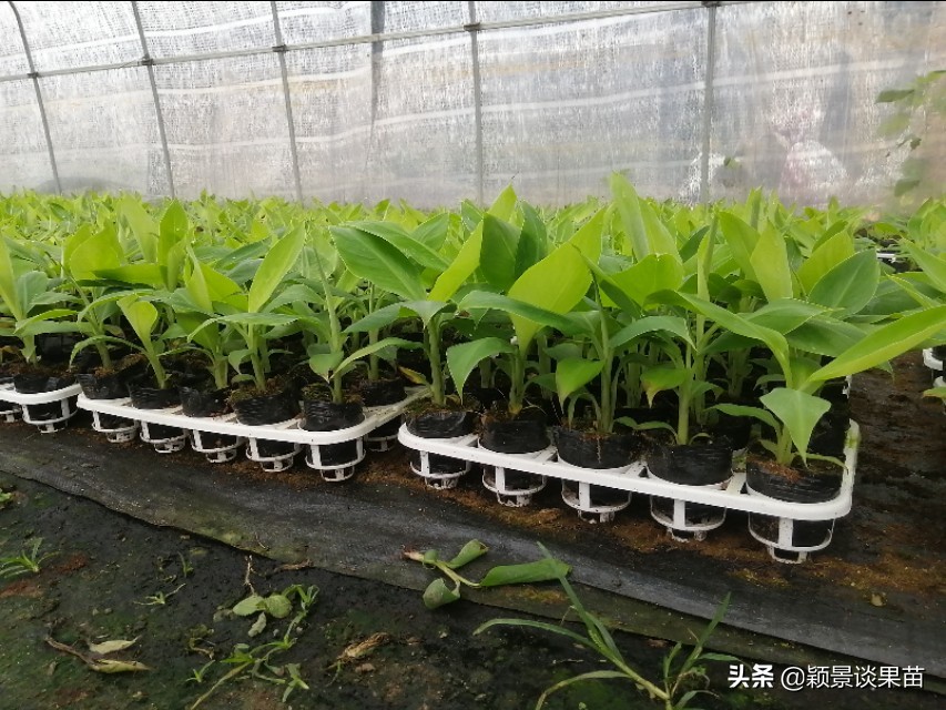 广西平果香蕉苗,香蕉苗品种图片大全