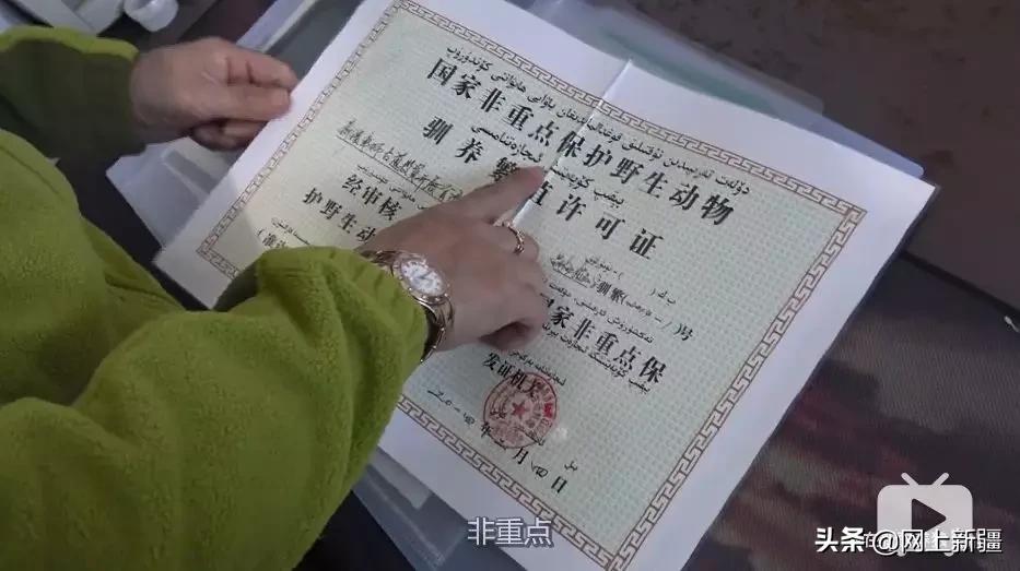 这位“女汉子”在*疆新**，把狼养成了哈士奇，就是经常揍狼的那个